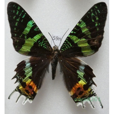 Chrysiridia rhipheus (Drury, 1773) Madagascar 64mm59n